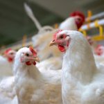 DA lifts import ban on Dutch poultry products, birds