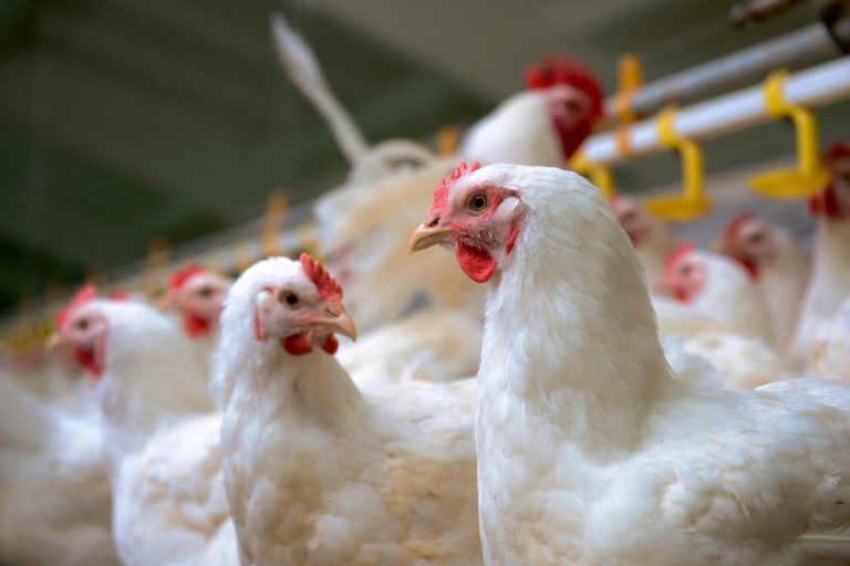 DA lifts import ban on Dutch poultry products, birds