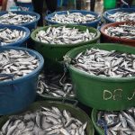 DA extends fish import permits issuance to June