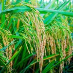 DA chief optimistic of higher agriculture output in 2Q