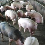 DA issues show cause orders to nine Central Luzon hog farms