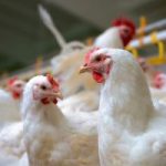 DA Secretary lifts ban on poultry imports from Brazil