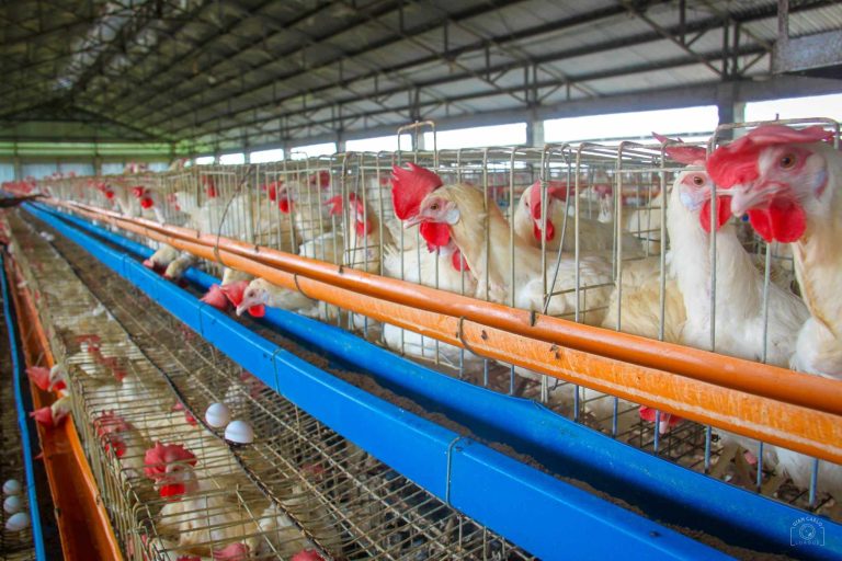 Philippines lifts ban on Japan poultry imports