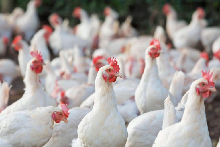 DA lifts import ban on poultry from 6 US states