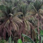 DA chief pushes revision of coco trust fund law to revitalize Industry