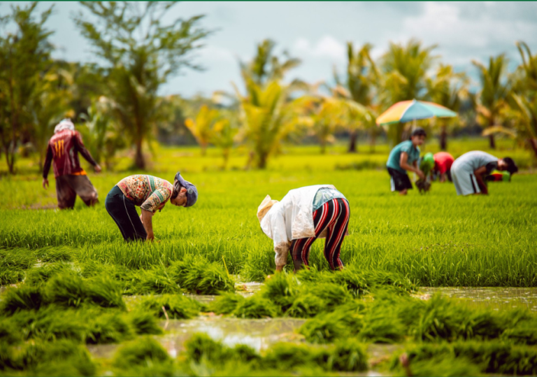 DA pushing rice relief for farmers and farm workers in spite of criticism